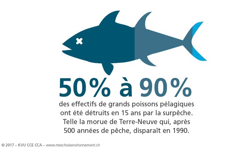 Conseils d'achat du poisson - Bien choisir le poisson en fonction de ses  qualités