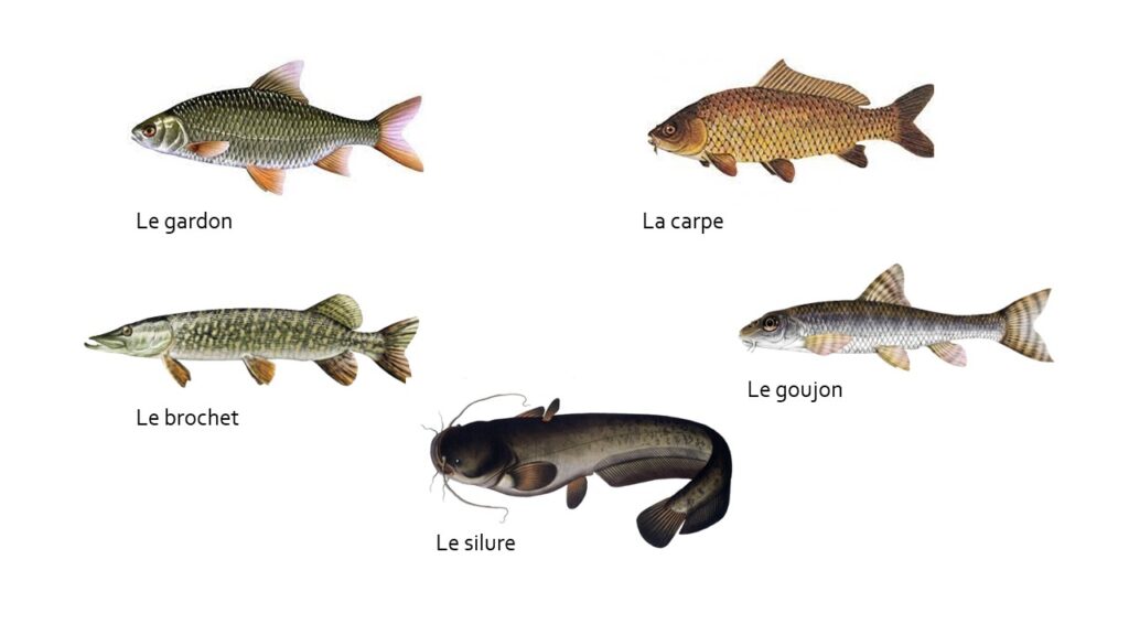 Classement des poissons - Bien choisir le poisson en fonction de ses  qualités