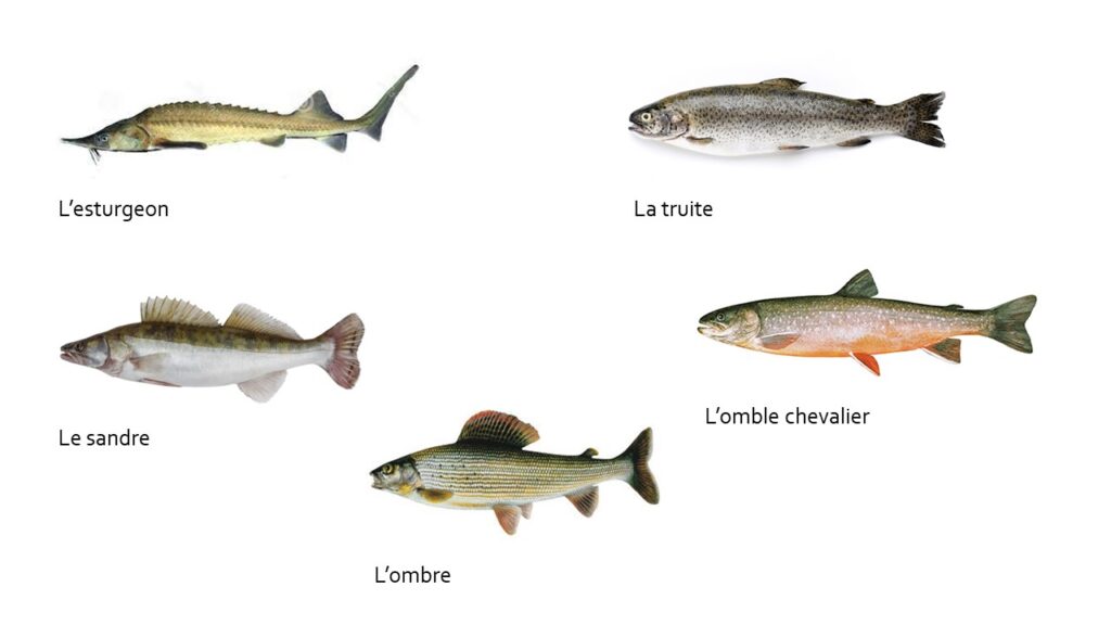 Classement des poissons - Bien choisir le poisson en fonction de ses  qualités